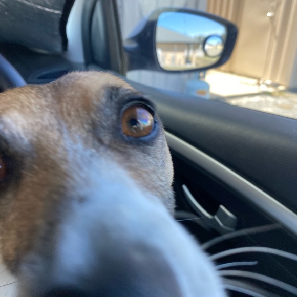 Meet your Posher, Bridie - Picture 1 of 1